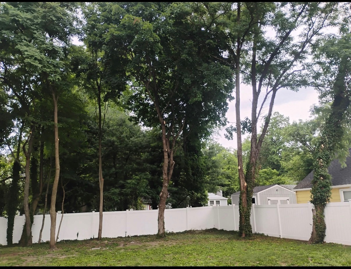 Tree Trimming & Pruning